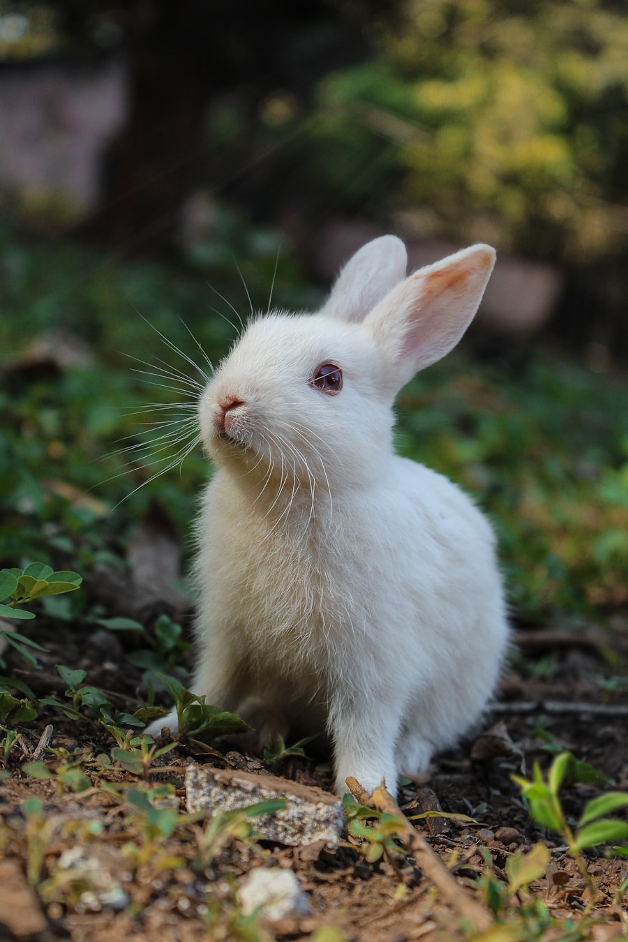 A rabbit in care